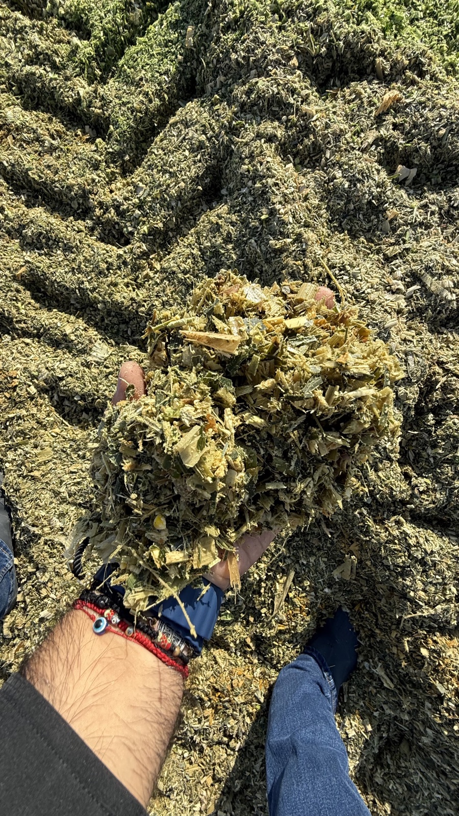 Ensilaje picado en mano